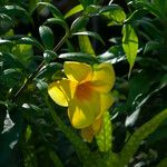 Allamanda schottii Flower
