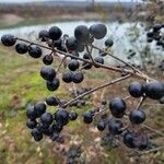 Ligustrum vulgare Fruit