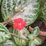 Episcia cupreata Květ