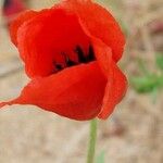 Papaver argemone 花