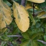 Euonymus japonicusLeaf