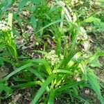 Scirpus atrovirens Habit