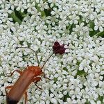 Daucus carota फूल