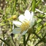 Gutierrezia gilliesii Λουλούδι