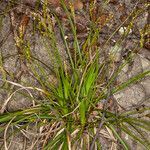 Carex digitata Φύλλο