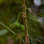 Jatropha curcas Froito