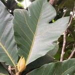 Artocarpus odoratissimus List