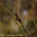 Carex lachenalii Fruto