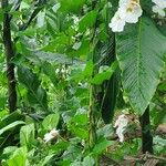 Thunbergia fragrans 葉