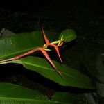 Heliconia latispatha Flower