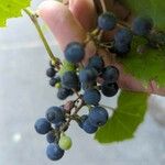 Vitis vulpina Плід