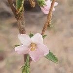 Hibiscus micranthus Blomma