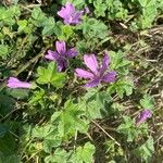 Malva setigeraFlower