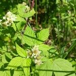 Rubus occidentalis Φύλλο