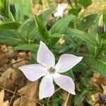 Vinca difformis Virág