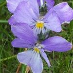 Viola calcarata 花