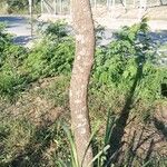 Handroanthus chrysotrichus Bark