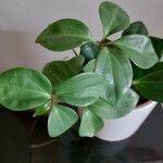 Peperomia pecuniifoliaFrunză