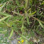 Picris hieracioides Hoja