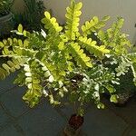 Caesalpinia echinata برگ