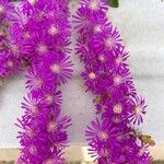 Drosanthemum floribundum Çiçek