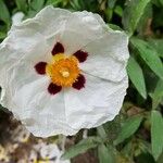 Cistus ladaniferЦвят