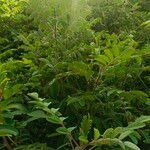 Indigofera hirsuta Hoja