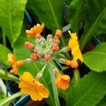 Primula bulleyana Flower