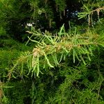 Taxodium distichum برگ