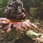 Amorphophallus paeoniifolius Flor