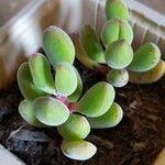 Crassula rogersii Yaprak