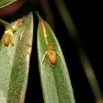 Pleurothallis discoidea फूल