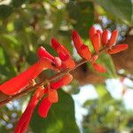 Erythrina senegalensis Çiçek