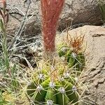 Echinopsis candicans Habit