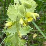 Rhinanthus alectorolophusBlomst