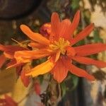 Begonia sutherlandii Virág