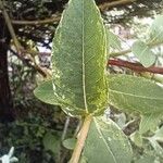 Salix integra 葉