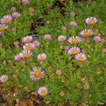 Erigeron glaucus Folha