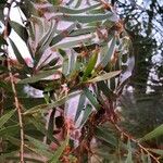 Acacia confusa Други