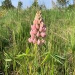 Lupinus polyphyllusKukka