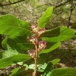 Malaisia scandens Habit