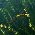 Elodea canadensis Leaf