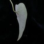 Natsiatum herpeticum
