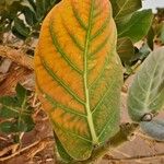 Calotropis procera 叶