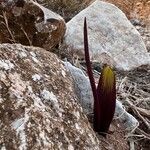 Biarum tenuifolium Deilen