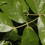 Lonchocarpus brenesii