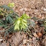 Helleborus foetidus পাতা