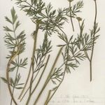 Dichoropetalum carvifolia Συνήθη χαρακτηριστικά