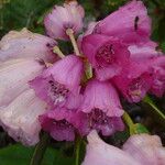 Rhododendron hodgsonii