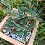 Echeveria nodulosa Ліст